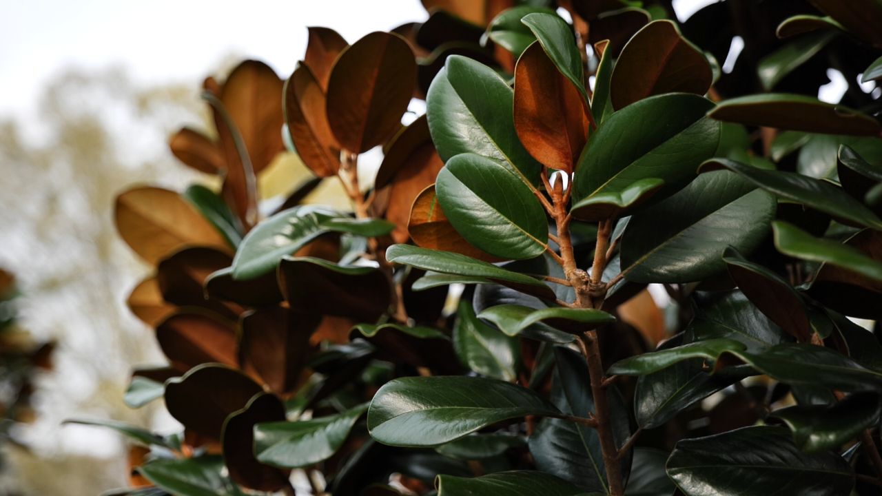 Get It Growing: Teddy Bear magnolia offers smaller size for landscaping
